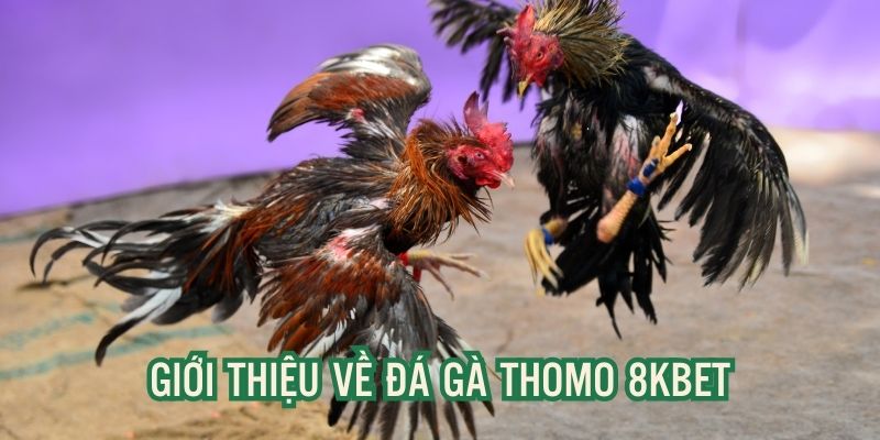 Giới thiệu sơ lược về sảnh đá gà Thomo 8kbet