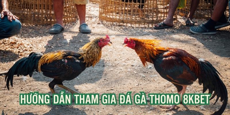 Hướng dẫn thao tác truy cập sảnh đá gà thomo 8kbet nhanh chóng, chính xác