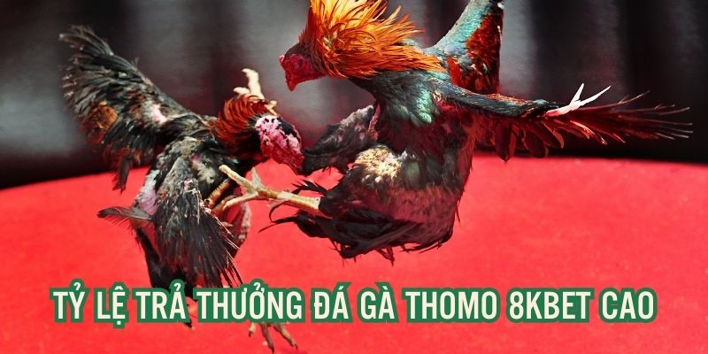 Sảnh đá gà thomo 8kbet cung cấp tỷ lệ trả thưởng khủng cho hội viên thắng cược