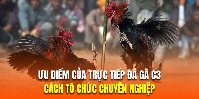 Cách tổ chức chuyên nghiệp là ưu điểm của trực tiếp đá gà C3